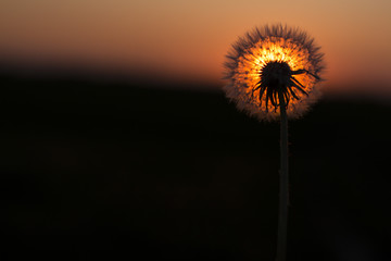 dandelion on a background of the sun