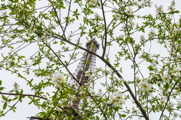 Eiffel Tower Spring in Paris France