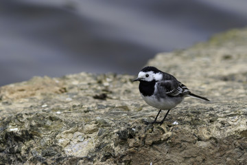 Pied wagtail