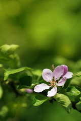 Orchard apple blossom tree in spring outdoors