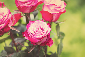 Perfect pink rose flower on wooden background outdoors