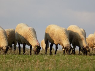 Sheep grazing on meadow
