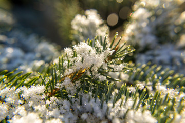 Touch of the nature