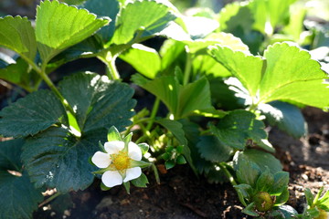 Erdbeerplanze mit Blüte
