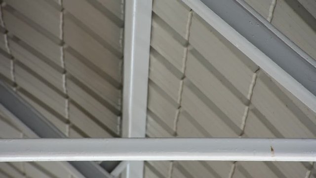 Bird Pigeon perched under roof beam