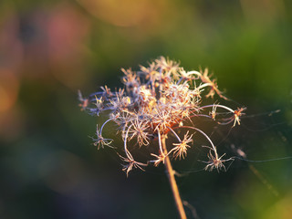 Dried flowers and plants on a background sunset.