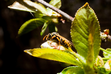 Wasp on the tree