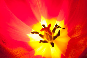 Glowing tulip