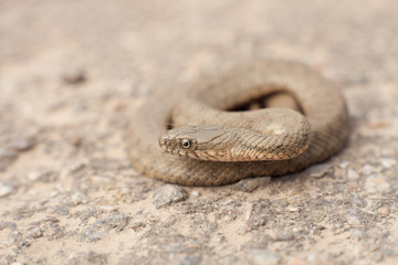 Snake in a posture