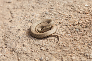 Snake in a defensive posture