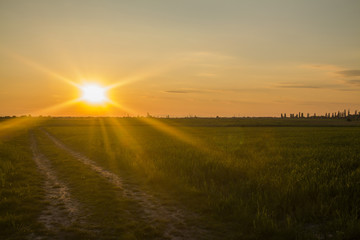 road in a field