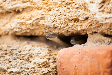 Two snakes in the burrow
