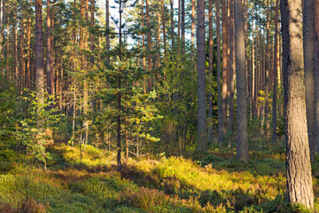 Fototapete bei efototapeten.de bestellen   