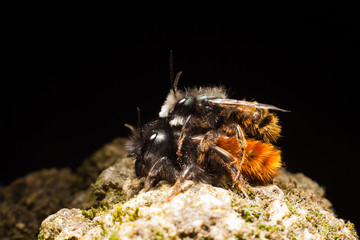 Wild bees