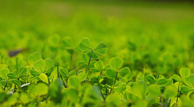 Spring clover leaves in green grass