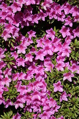 Purple Japanese Azaleas in Spring, Italy