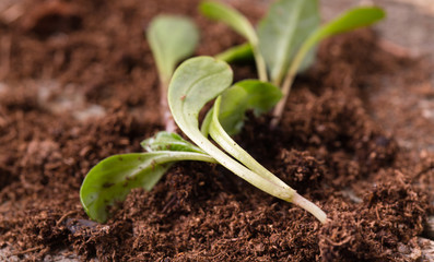 Replacing of seedling, several young green sprouts lie
