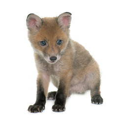 fox cub in studio
