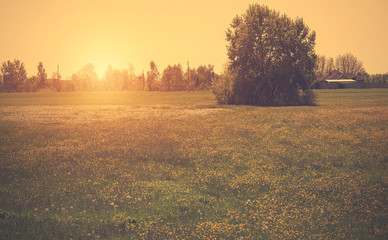 Vintage photo of a beautiful summer landscape © SasaStock