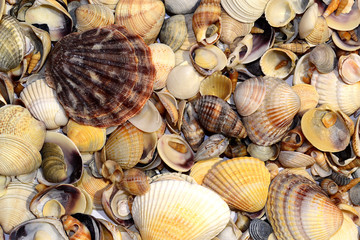 Seashell background, lots of scallop sea shells piled together