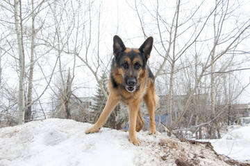 German shepherd dog on snow in spring day