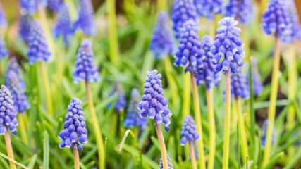 Panoramic Muscari