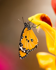 Closeup butterfly on flower blossom