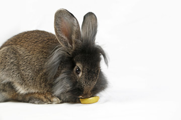 Rabbit chewing on an apple