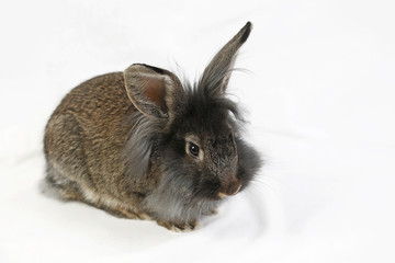 Rabbit chewing on an apple
