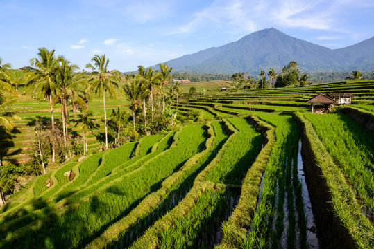 Rice terraces of Jatiluwih at sunrise, Bali