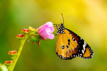 Fototapeta na wymiar Closeup butterfly on flower blossom