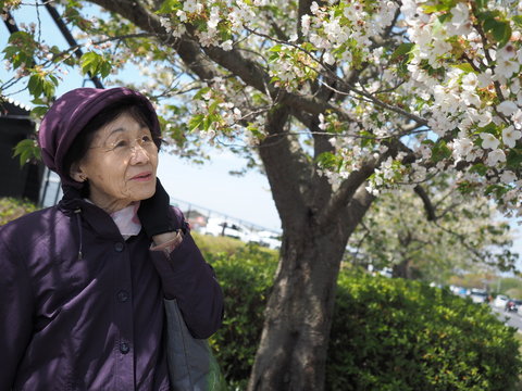 桜と80歳の母