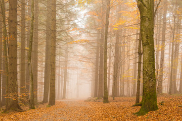 Autumn forest with trees and a path coverd in the mist