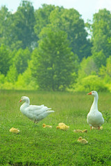 Obraz premium white geese on the meadow