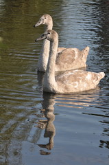 Two young grey swans swimmng in the water