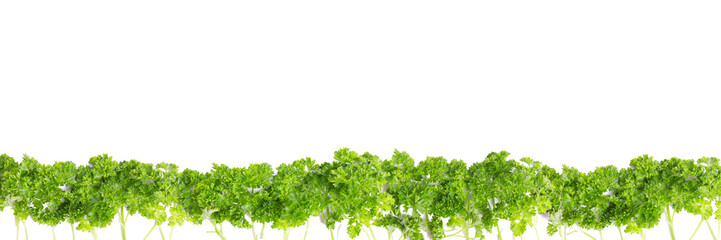 Kräuterreihe mit Petersilie