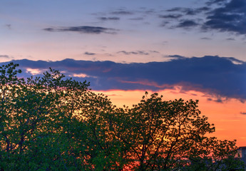 Trees at sunset