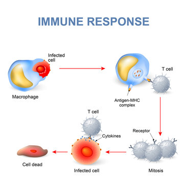 Cell-mediated immunity.