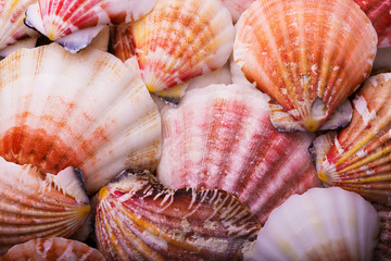 Seashells closeup