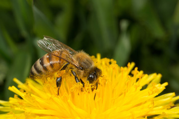 Honey Bee Worker Collecting Pollen on a Dandelion