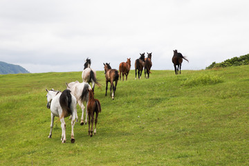 牧場を走る馬