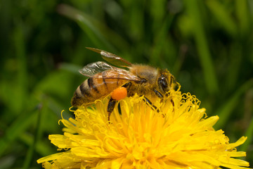 Western Honey bee with Pollen Sacks