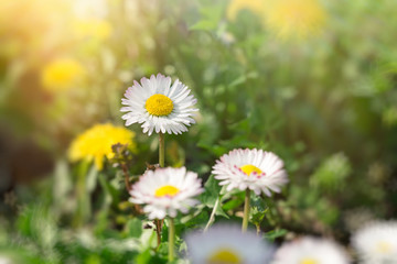 Obraz na płótnie Canvas Daisy flowers in meadow - beautiful spring