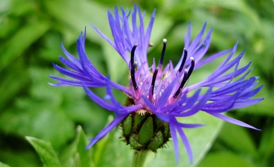 Fototapeta premium Cornflower, cantaurea cyanus