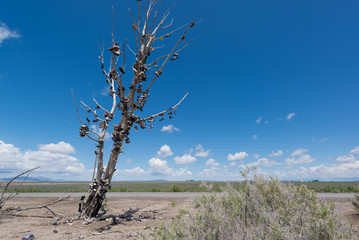 The famous tamarisk "shoe tree" near Amboy on Route 66 