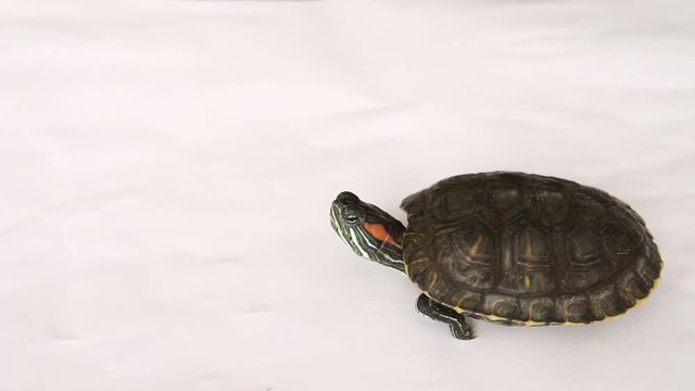 turtle walking 