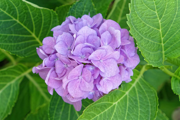 Obraz na płótnie Canvas blau, lila hortensienball in nahaufnahme