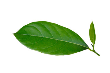 Green leaf isolated on white background.