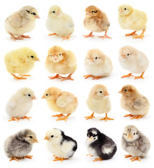Set of small chickens.