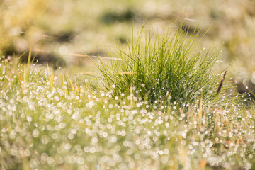 beautiful nature blurred dew drop on green grass in the morning